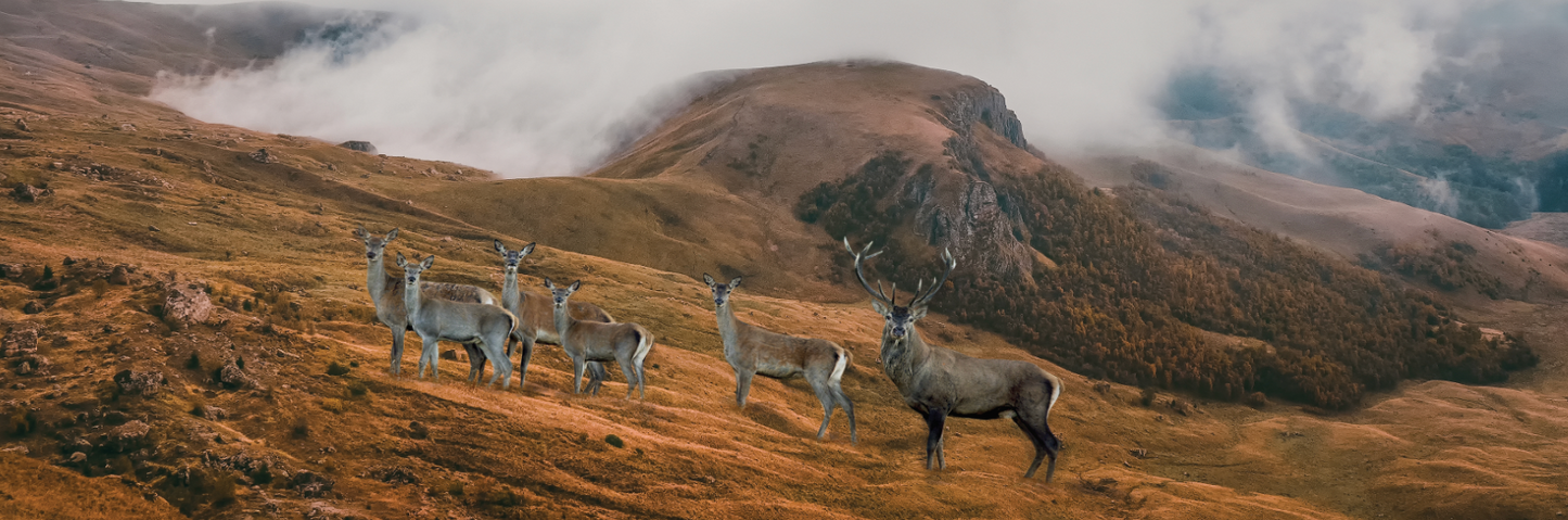 Deer and stag glass splashback