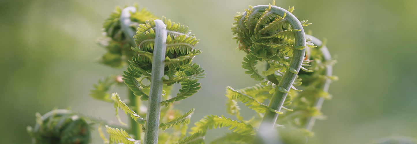 New Zealand koru unfurling