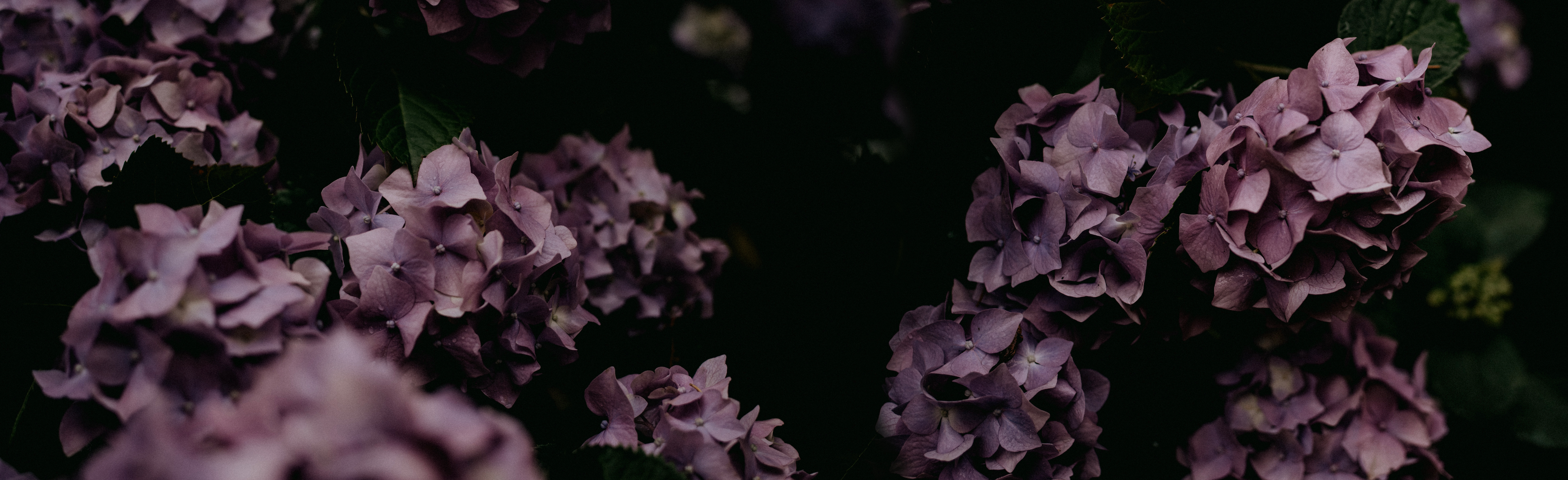 Moody Hydrangea - Image Only