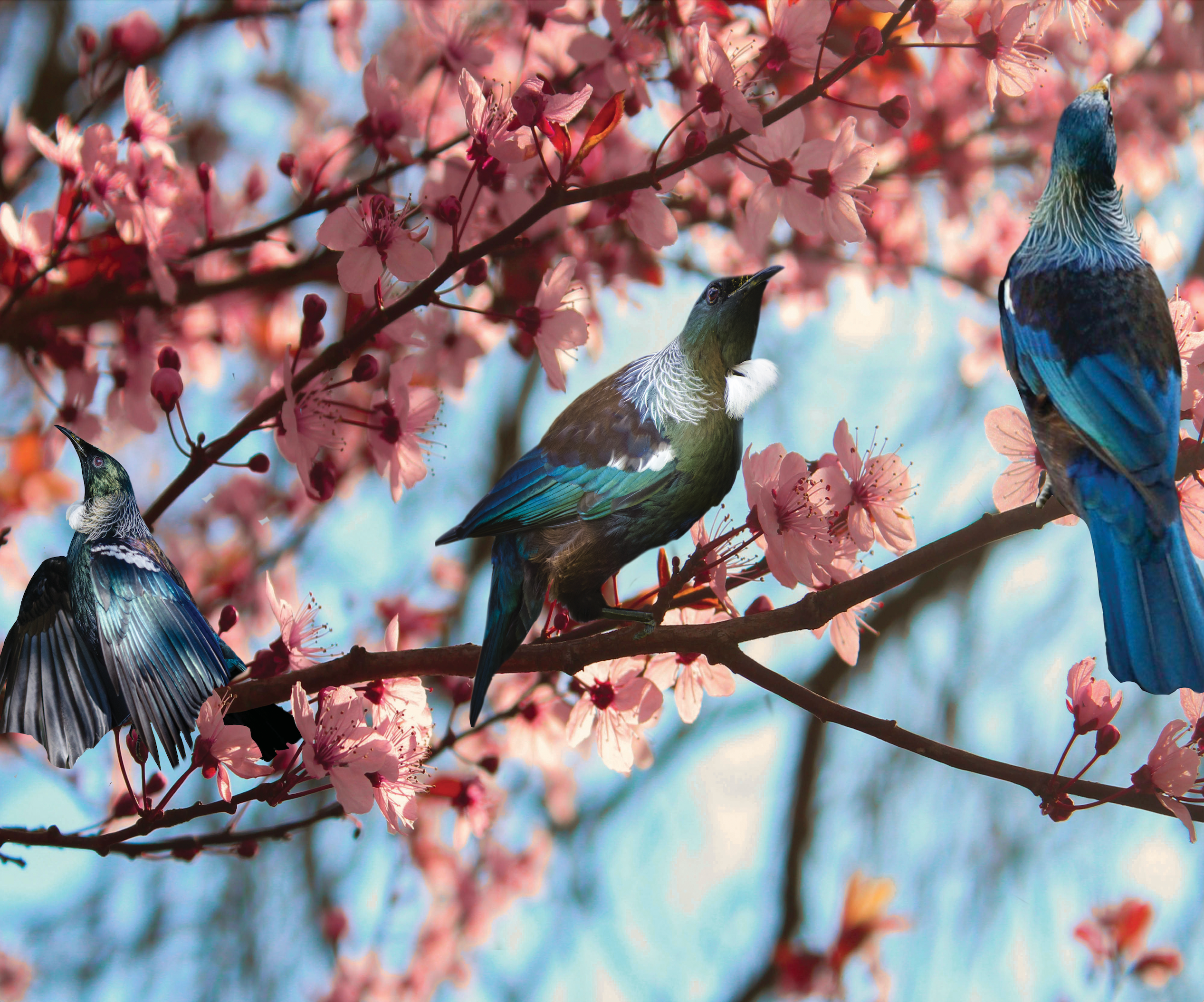 Tui trio in blossom full colour printed splashback made in NZ