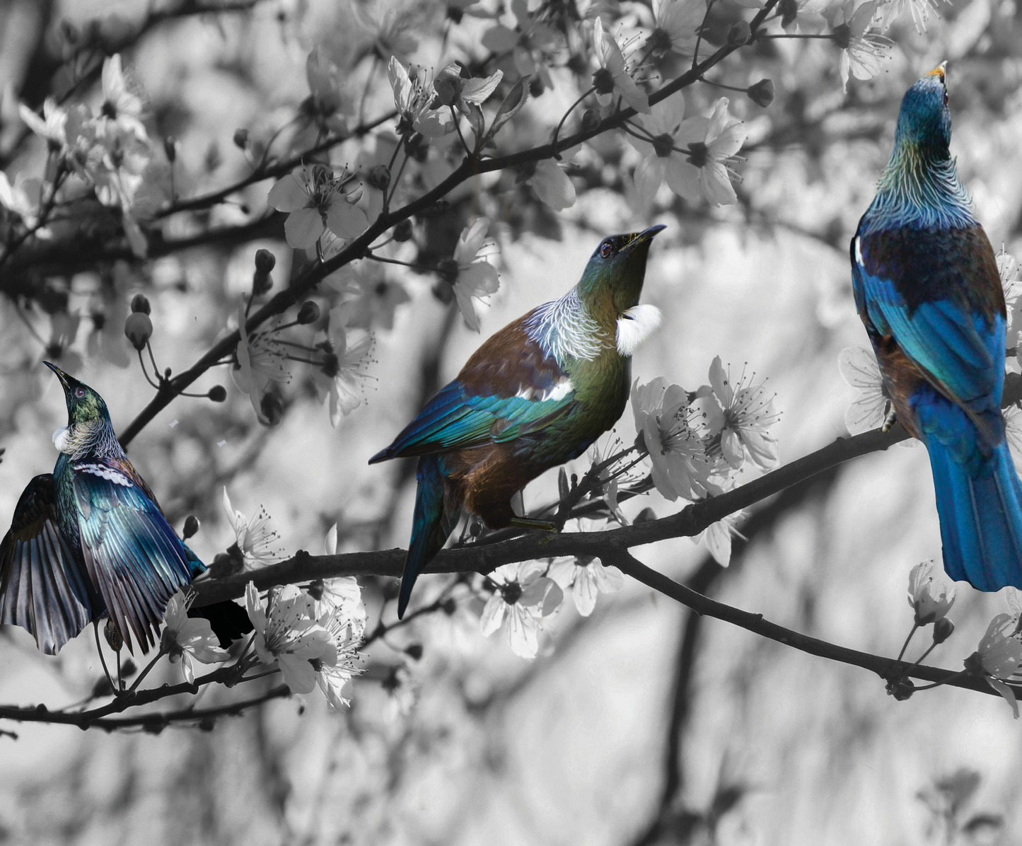 Black and white tui trio in a splashback glass art print made in NZ esacpe glass - lucy G style