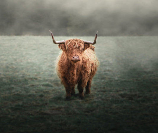 highland cow splashback - glass art print