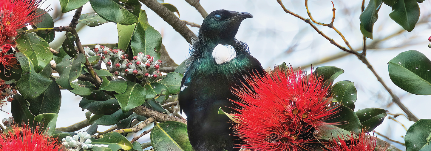 Pōhutukawa and tui splashback - A bird in the bush