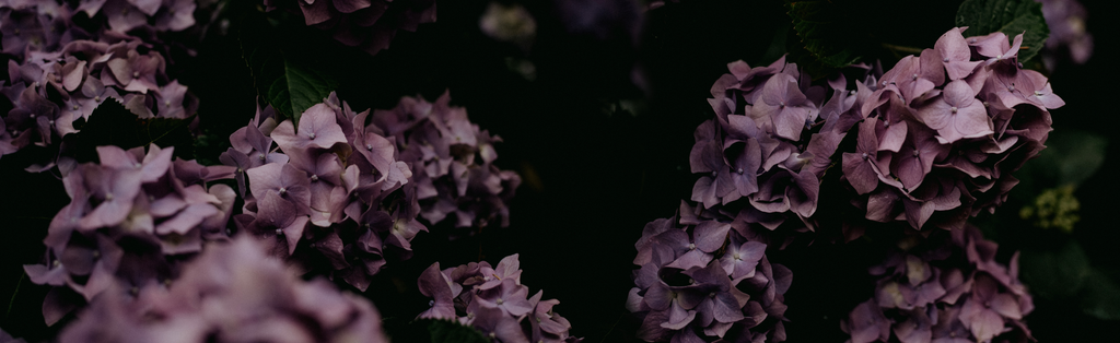 Moody Hydrangea - Image Only