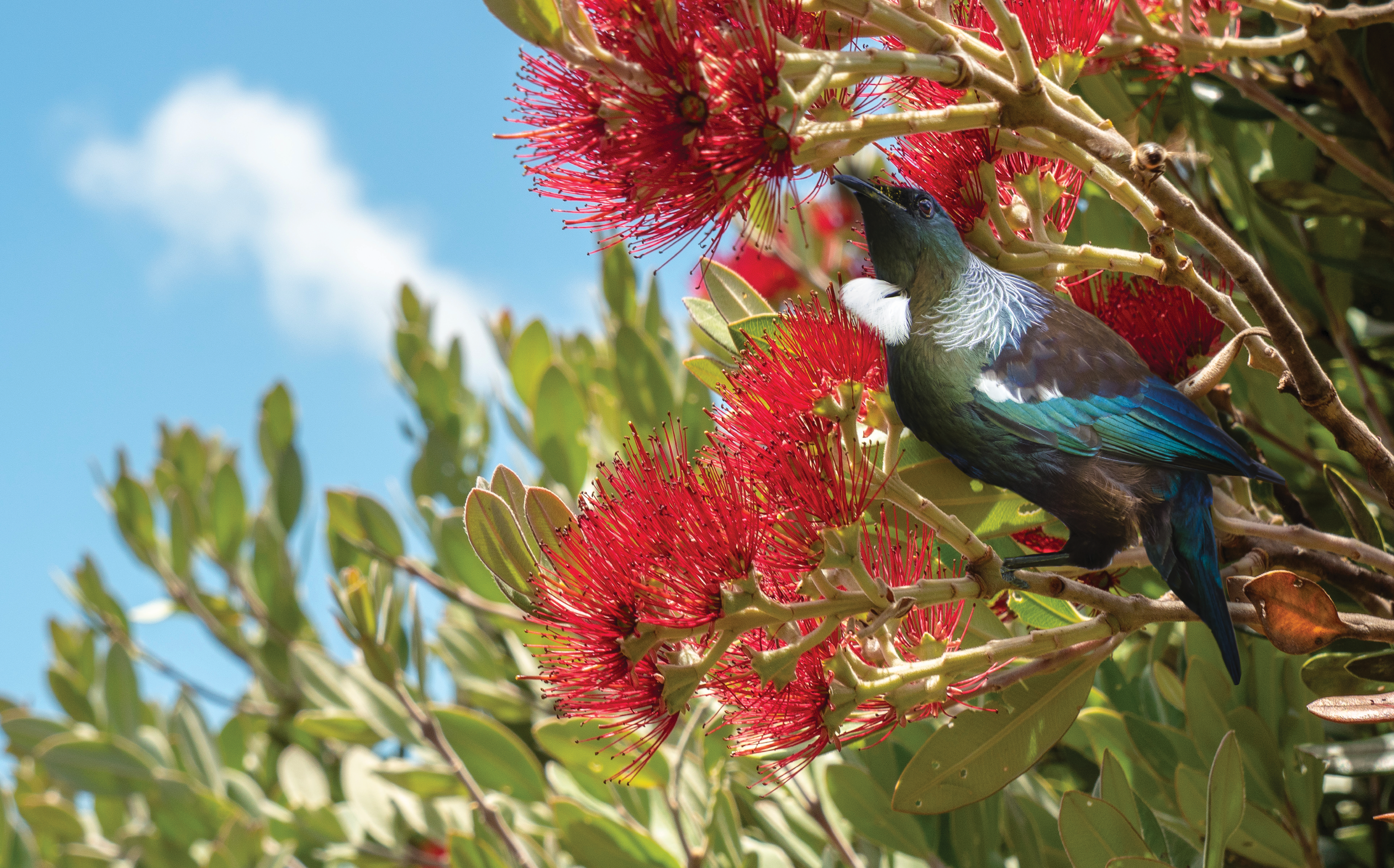 Tui in a pohutukawa tree - splashback - glass art - Lucy G