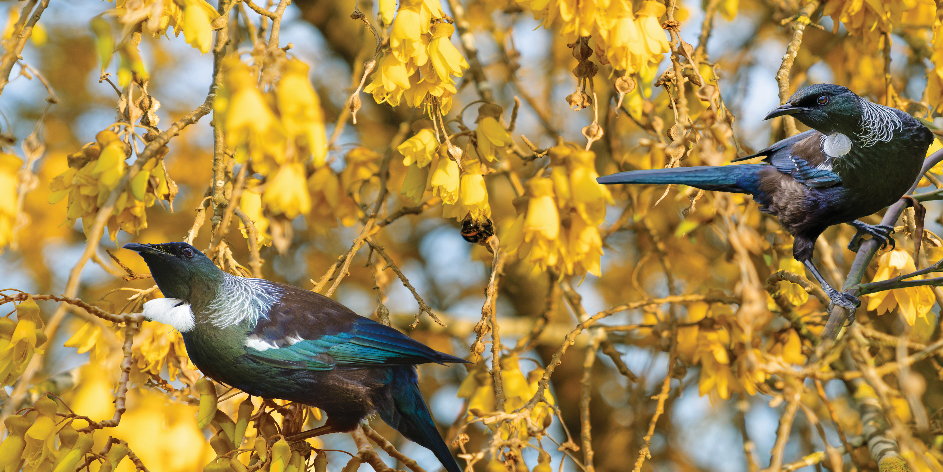 Tui in kowhai tree - splashback - wall art - print - Lucy G